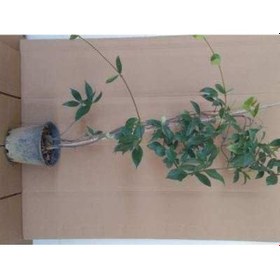 Resim 10 Adet Arap Yasemini Fidanı 