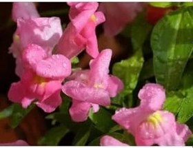 Resim Videolu 10'lu Açık Pembe Aslanağzı Çiçeği Fidanı 5-15 Cm Tüplü Çiçekli Bodur Antirrhinum Majus 