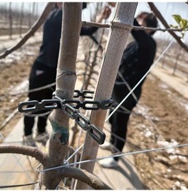 Resim Willowhaven 50 Adet Siyah Bağlantılı Ağır Hizmet Ağaç Bağı - Rüzgara Dayanıklı 30cm Bahçe Askıları 