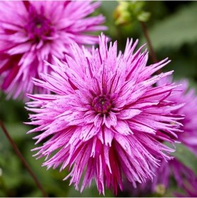 Resim Striped Ambition Mürdüm Dahlia Yıldız Çiçeği Yumrusu 1 Adet 