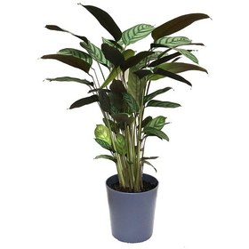Resim Calathea Majestica 'Exotica' (Dua Çiçeği) Ø17 CM Y70-80 CM 