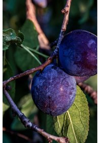 Resim Aşılı Siyah Erik Fidanı 3 Yaş 