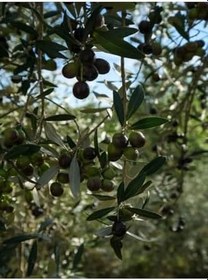 Resim Videolu Arbequina Bodur Zeytin Fidanı(30 60 Cm) 6 Adet Tüplü Zeytin Fidanı Olive Sapling 