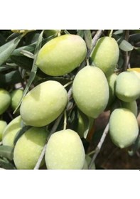 Resim Ada Tarım 10 Adet Domat Zeytin Fidanı 2 Yaş 1 Metre 