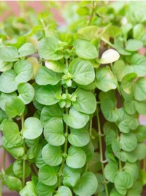 Resim Lysimachia Nummulari Altın Kolye Çiçeği Sarı Çiçekli 1 Adet Saksılı 