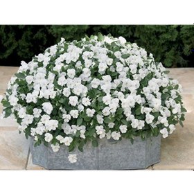 Resim Viola Cornuta White Perfection Menekşe Çiçeği Tohumu 100 Tohum 