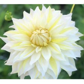 Resim Büyük Çiçekli La luna Yıldız Dahlia Çiçeği Soğanı Yumrusu 1 Adet 