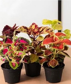 Resim Nadir Tür Kolyos Yaprak Güzeli Çiçeği 2 Adet Saksılı (Coleus), GDB140624NA24 