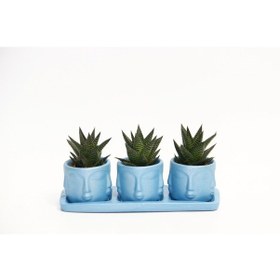 Resim Trio Mavi Adler Sukulent Seti - Haworthia Limifolia 