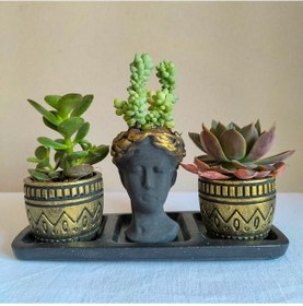 Resim Echeveria & Para Çiçeği 3'lü Sukulent Seti | Helen Siyah & Gold Seri 