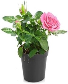 Resim Yoğun Kokulu Itır + Pembe Gül Fidanı (10-15 Cm) Saksılı Dış Mekan Bitkileri, BTSNU2102202403 