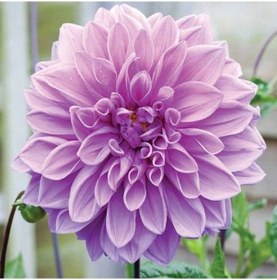 Resim Büyük Çiçekli Lavender Ruffles Yıldız Dahlia Çiçeği Soğanı Yumrusu 1 Adet 