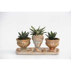 Resim TRİO HELEN ORANGE SUKULENT SETİ - Haworthia Pumila, Gasteria 