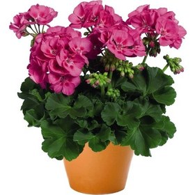 Resim Pembe Top Sardunya Çiçeği 