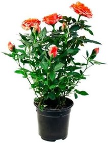 Resim Avantajlı Videolu Turuncu Yediveren Kokulu 1 Adet Gül Fidanı 10-15 Cm (Orange Rose) 
