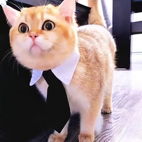 Resim 1 Takım Köpek & Kedi Smokin Yaka & Papyon Seti - Beyaz Gömlek Gibi Yaka ve Siyah Papyon, Elde Yıkanabilir Tüm Mevsimler İçin Düğün Kıyafeti, Küçük/Orta Boy Evcil Hayvanlar, Pomeranian, Chihuahua, Poodle (Dikilmeyen Cırt Cırt Kapama) 