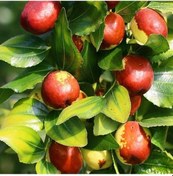 Resim 3 Yaş İri Taneli Hünnap Fidanı 