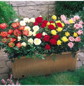 Resim Mini Gül – Minyatür Saksı Gülü 5 Adet Karışık Renklerde 