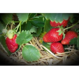Resim Rüzgarbotanik Fortuna Çilek Fidesi 30Adet 