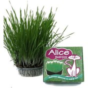 Resim Alice Sindirimi Rahatlatıcı Kedi Çimi 