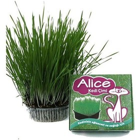 Resim Alice Sindirimi Rahatlatıcı Kedi Çimi 