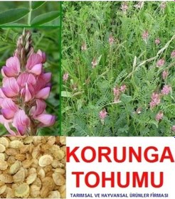 Resim 10.000 Adet Kemirgen Yemi Korunga Tohumu 