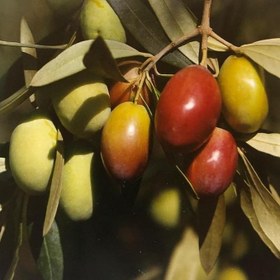 Resim E-fidancim Sarı Ulak Zeytin Fidanı 