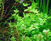 Resim Bacopa Australis 5 Dal Akvaryum Bitkisi,Canlı Bitki 