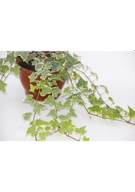 Resim Hedera Sarmaşık 2 Adet - Askılı Saksıda 6256 
