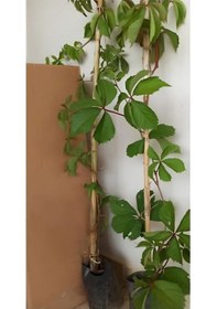 Resim Amerikan Duvar Sarmaşığı 10 Adet Tüplü Peyzaj Bitkisi 60-80cm 