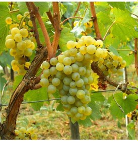Resim Tüplü Şaraplık Chardonnay Beyaz Üzüm Asma-Bağ Fidanı 