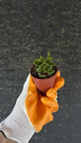 Resim NuNu By Fresh Green Mini Sukulent - 6-10 cm 