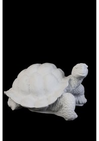 Resim Hyk811 Kaplumbağa 