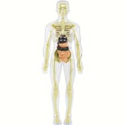 Resim 31'li 1 Anatomik İnsan Torso Modeli - Şeffaf Kabuklar, Çıkarılabilir Kemikler ve Organlarla, Tıp Okulları için Pratik Eğitim Araçları, Bilimsel Dersler, Detaylı İşçilik, Eğitici Anatomi Seti 