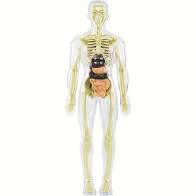 Resim 31'li 1 Anatomik İnsan Torso Modeli - Şeffaf Kabuklar, Çıkarılabilir Kemikler ve Organlarla, Tıp Okulları için Pratik Eğitim Araçları, Bilimsel Dersler, Detaylı İşçilik, Eğitici Anatomi Seti 