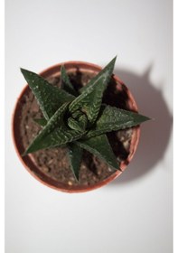 Resim Haworthia Limifolia Sukulent Tekli 5,5 Cm Saksıda 