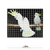 Resim 2 X 2 - 2.20 Mm 100 X 200 Cm Galv. Kaynaklı Hasır Bıldırcın Teli 