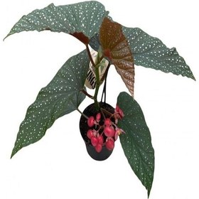 Resim Çiçekli Çilli Begonya Çiçeği Sevgililer Gününe Özel Sukulent 