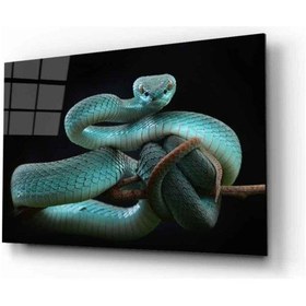 Resim Miyrem Glasses Collection -a1^ Yılan 5 Hayvan Cam Tablo 