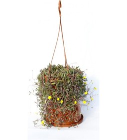 Resim Sarı Tesbih Çiçeği 5 Adet - Askılı Saksıda 6126 