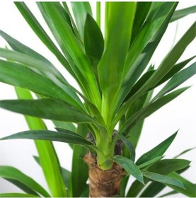 Resim Iki Gövdeli Yuka Çiçeği 