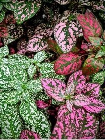 Resim Farklı Renklerde 3 Adet Hostes Çiçeği Saksılı 10-15Cm (Hypoestes) 