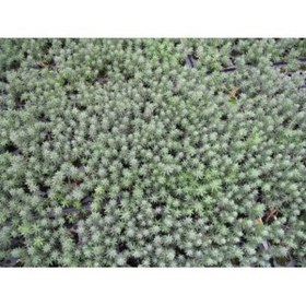Resim Tunç Botanik SEDUM REFLEXUM 45 ADET - TERARYUM İÇİN SUKULENT BİTKİ 