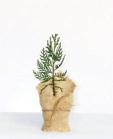 Resim NİKAH ÇAMI 50 ADET - ÖZEL GÜN FİDANI (Mazı-Thuja Orientalis) 