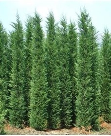 Resim Videolu Kokulu 1 Adet Leylandi Fidanı 30-70Cm SaksılıTüplü ("Leyland Cypress Sapling) 