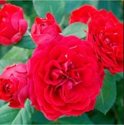 Resim Tüplü Ruby Yediveren Çok Goncalı Masal Gülü Fidanı 