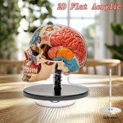 Resim 2D Düz, 2D Dönen Akrilik Masaüstü Dekorasyonu - Anatomik Kafatası ve Beyin Modeli, Renkli Tasarım, Ofis Dekoru ve Tıp Konferans Hediyesi İçin Uygun, Eğitici Hediyeler | Detaylı Anatomik Kafatası Modeli | Dekoratif Kafatası Süsü - Mükemmel Hediye, 2D Düz 