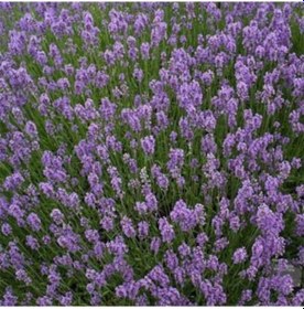 Resim Lavandula Angustifolia Lavanta Çiçeği Tohumu 10 GRam 