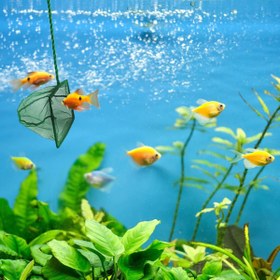 Resim neararsanbizden Akvaryum Balık Kepçesi 7.5 Cm. 