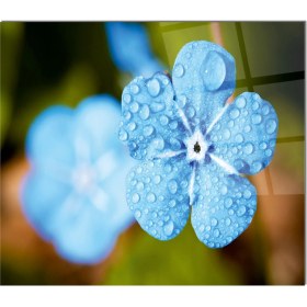 Resim Olinpa Cam Ocak Arkası Koruyucu | Mavi Çiçek Desenli 